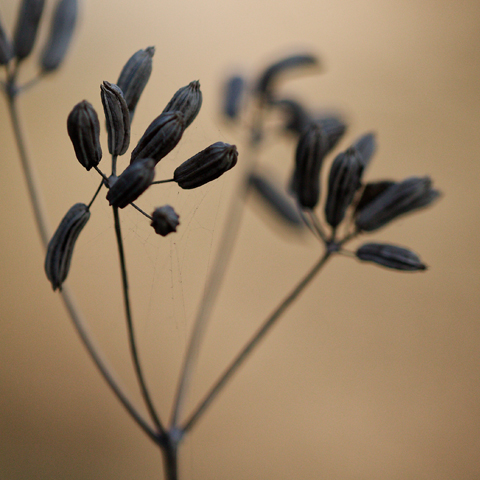 M-N Caron ''Graminée 2''